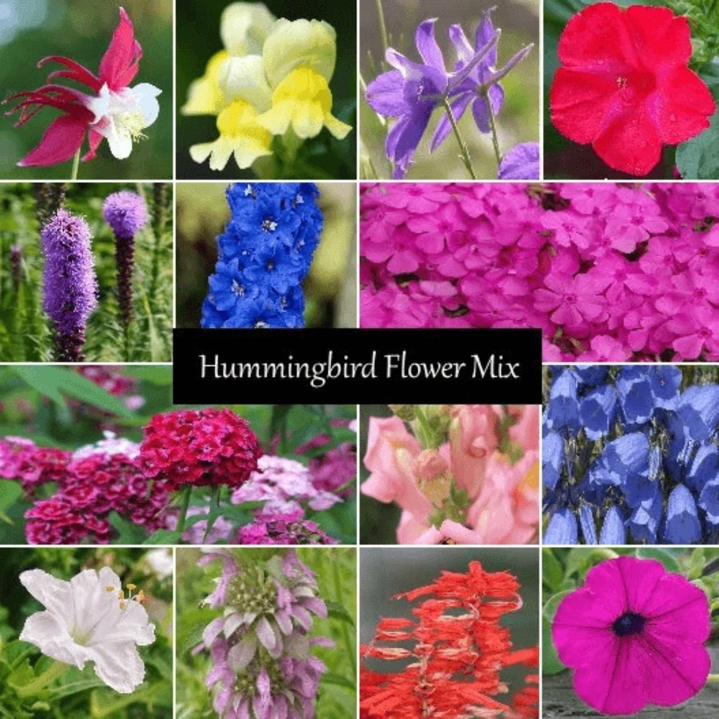 Hummingbird Flower Seed Mixture