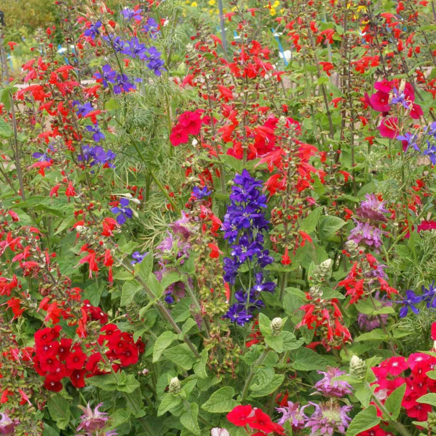 Hummingbird Flower Seed Mixture