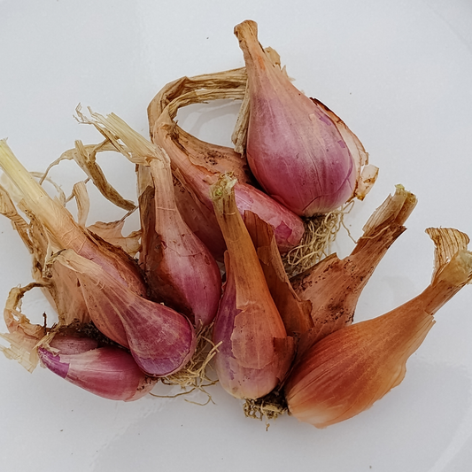 Heirloom I'itoi onion bulbs, a perennial multiplying onion for home gardens