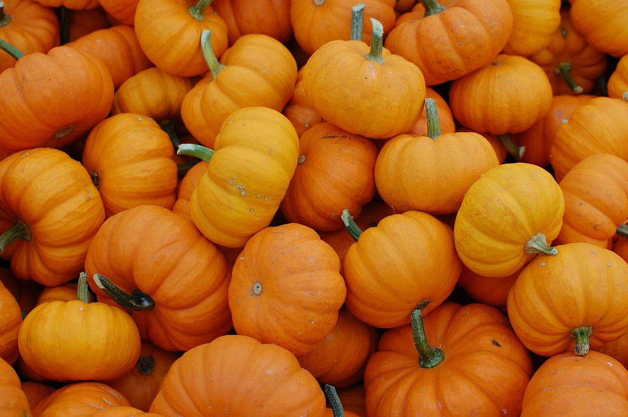 Jack Be Little Pumpkin - Cheap Seeds, LLC