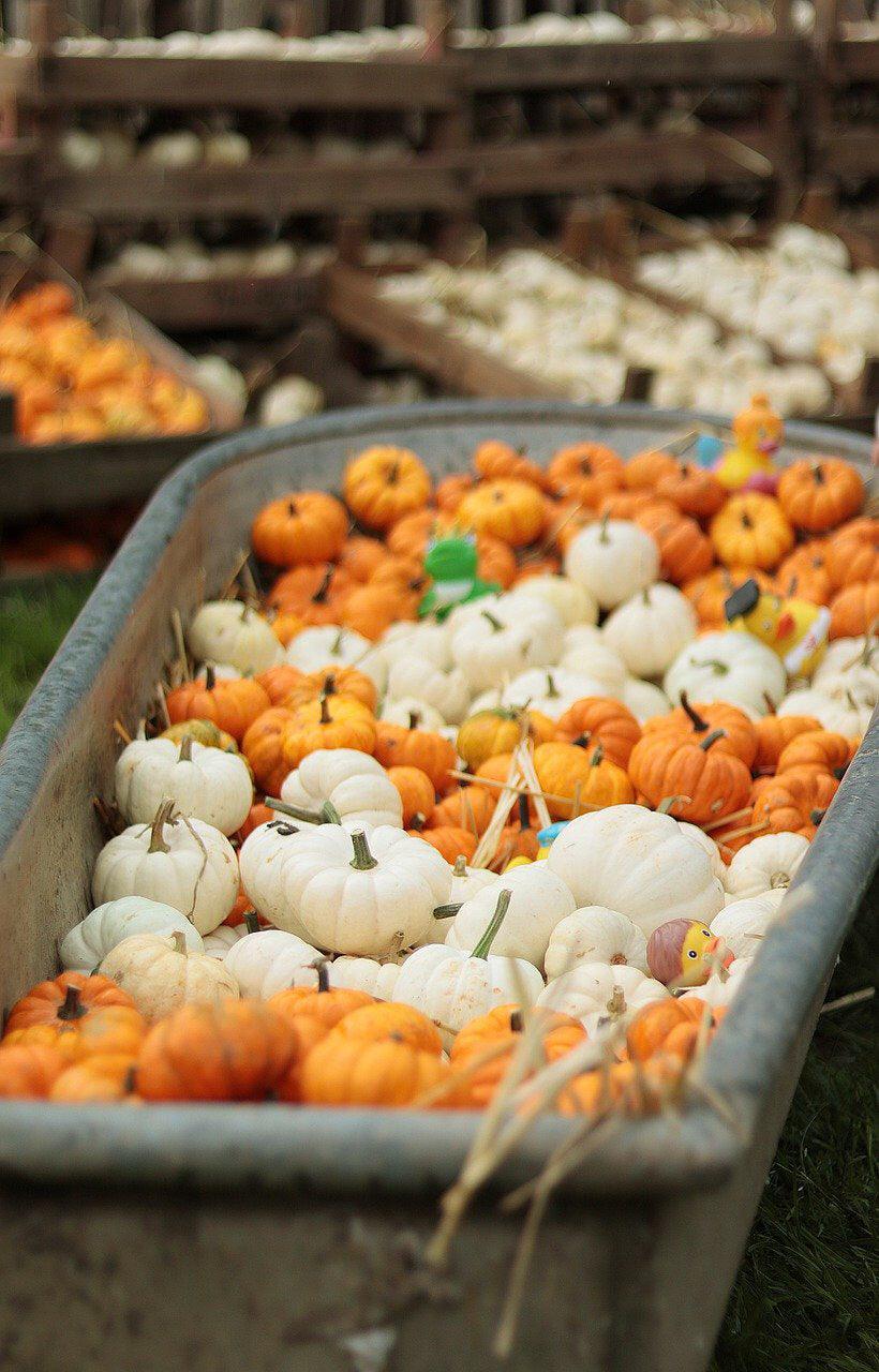 Jack Be Little Pumpkin - Cheap Seeds, LLC