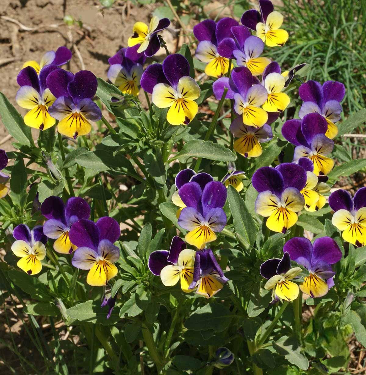 Johnny Jump Up Viola - Cheap Seeds, LLC