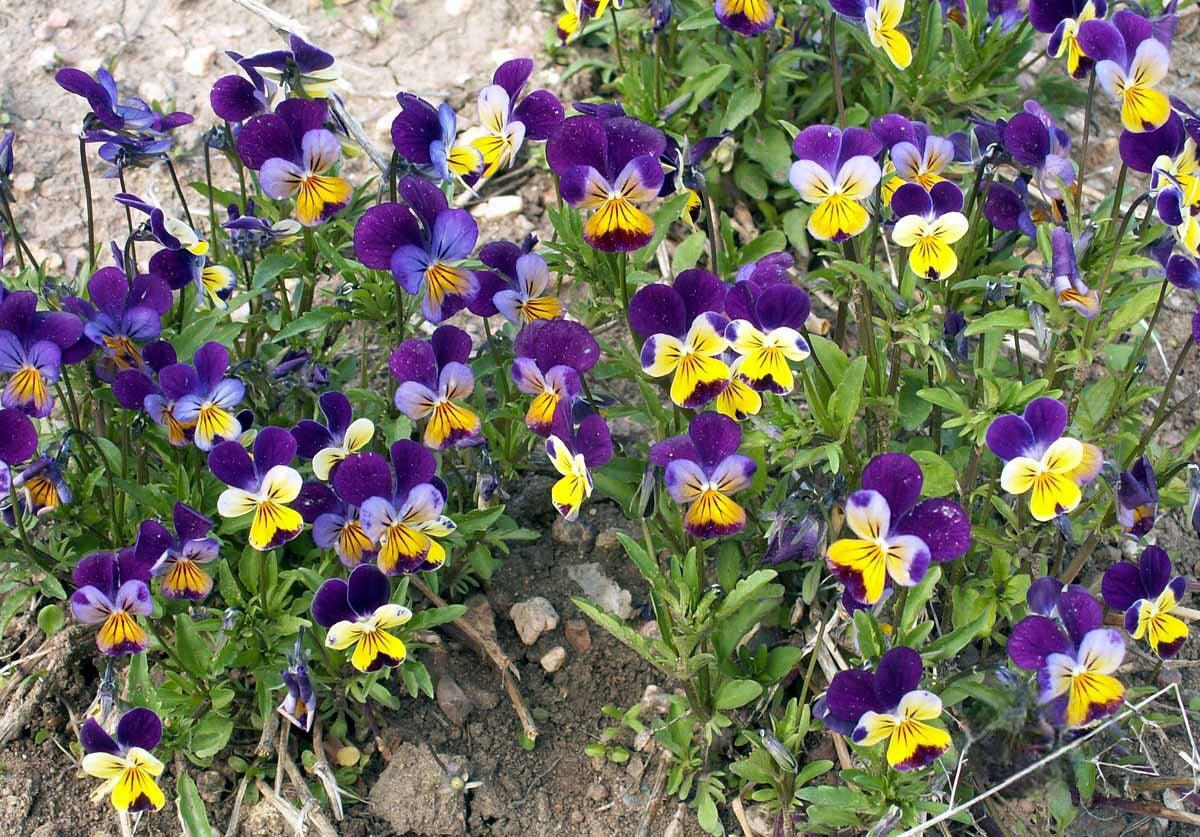 Johnny Jump Up Viola - Cheap Seeds, LLC