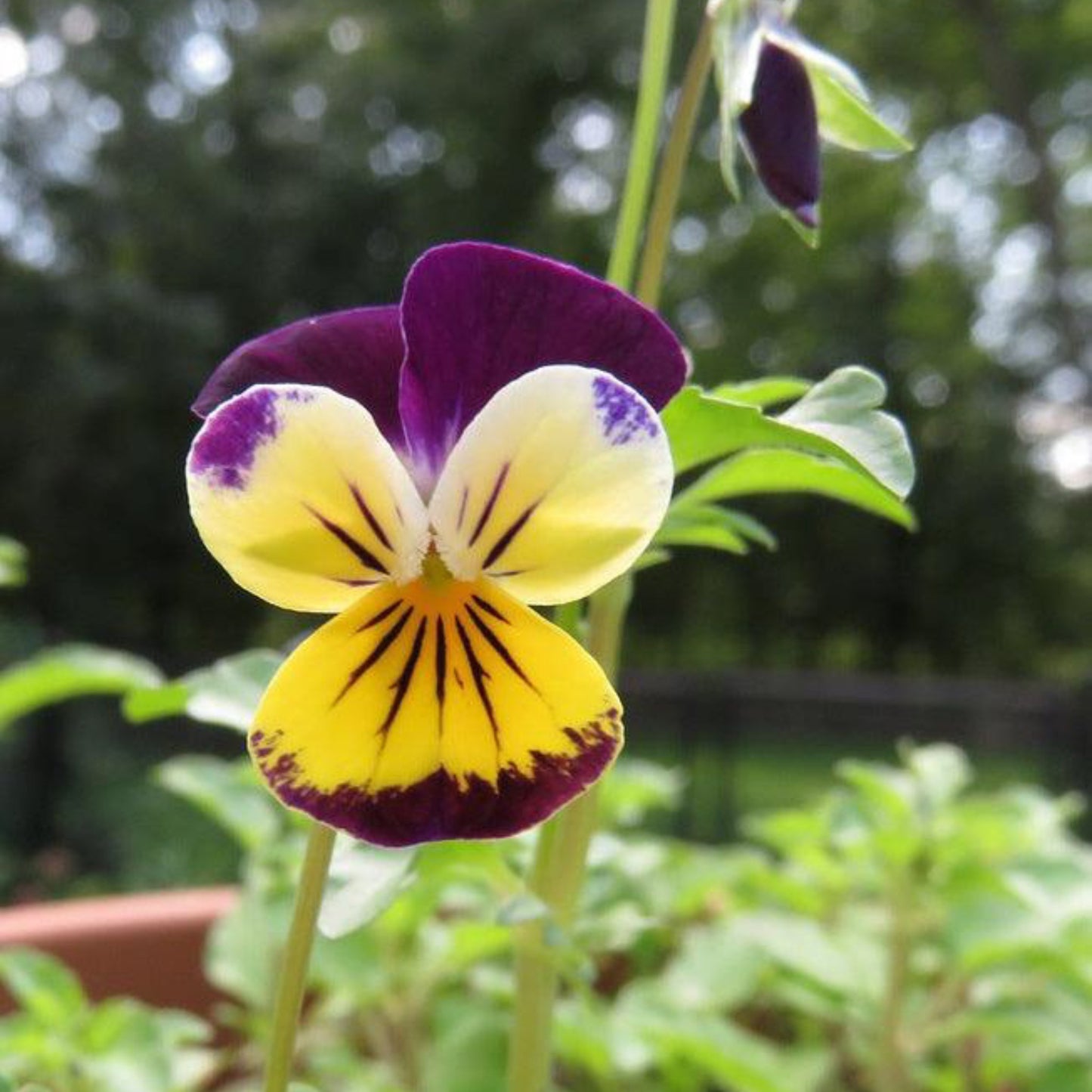 Viola Johnny Jump Up