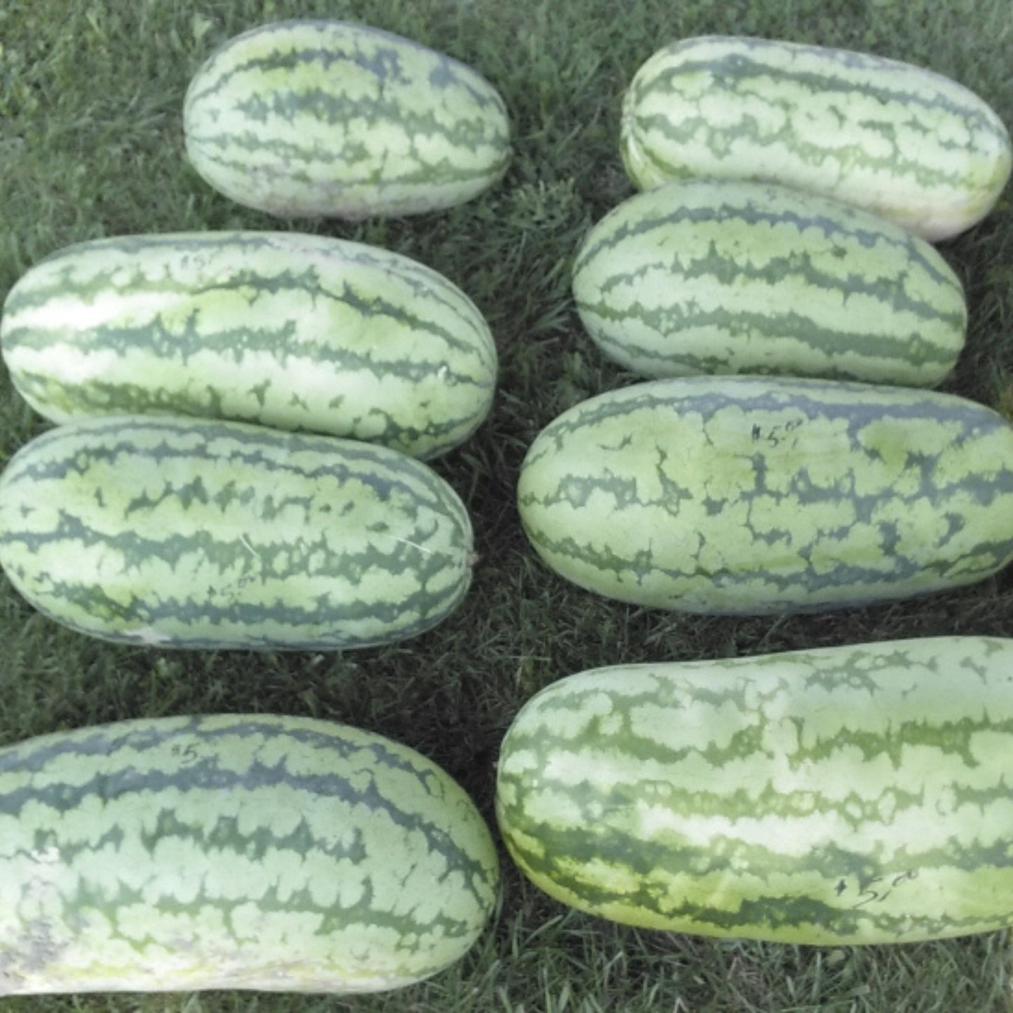 Build Your Own Heirloom Seed Collection
