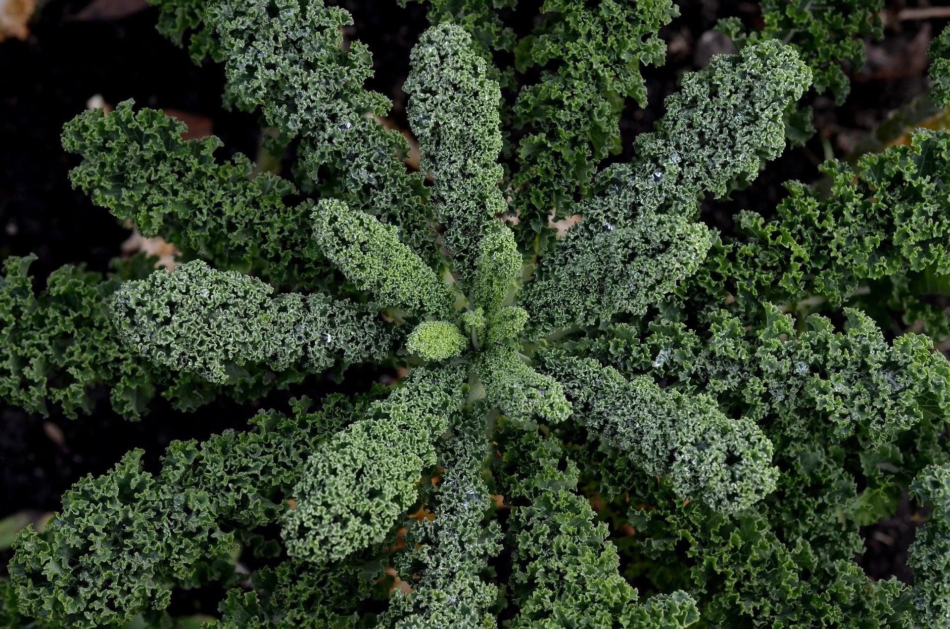 Kale Garden Blend - Cheap Seeds, LLC