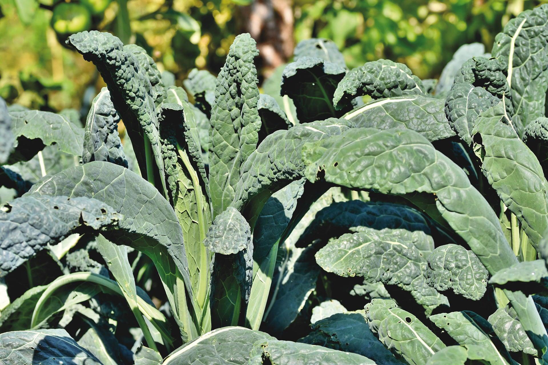 Kale Garden Blend - Cheap Seeds, LLC