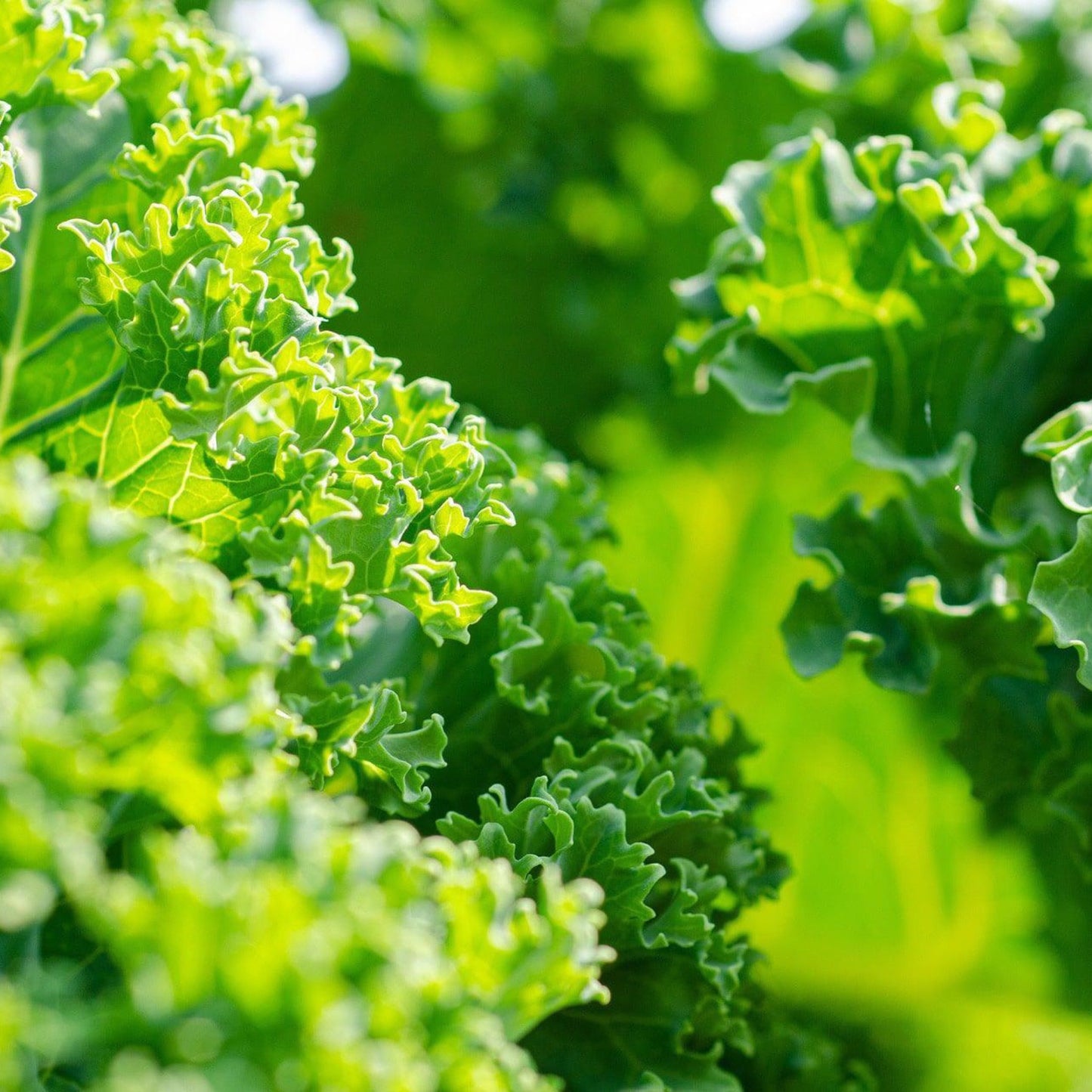 Kale Garden Blend