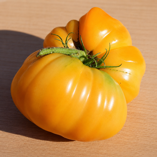 Kellogg's Breakfast tomato with large golden-orange heirloom fruit displayed on a wooden surface