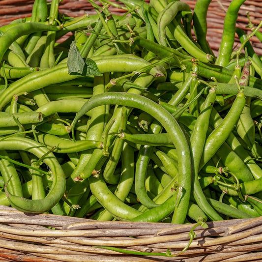 Freshly harvested Kentucky Wonder Bush Bean pods arranged in a basket, ready for cooking or storage.