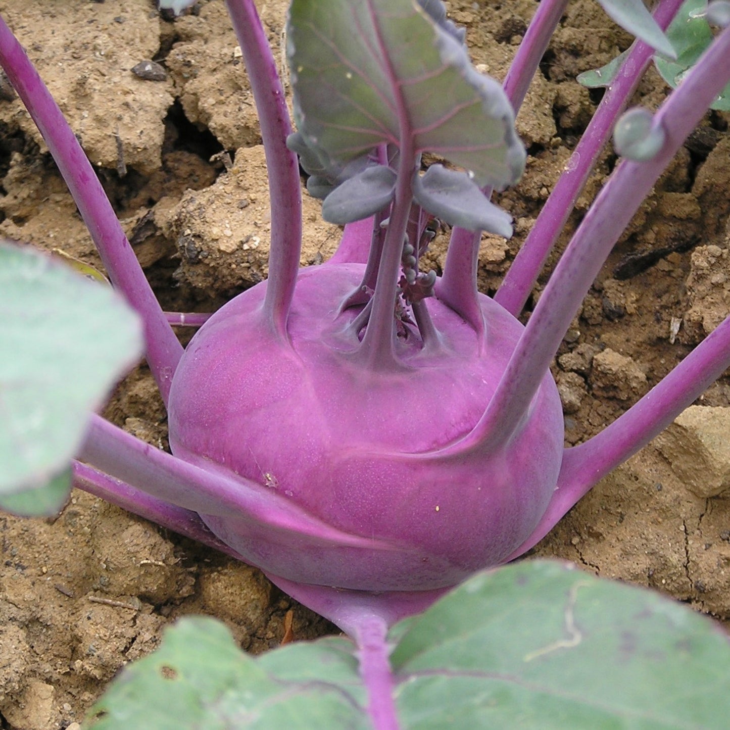 Purple Vienna kohlrabi growing in the garden with a vibrant purple bulb forming above the soil