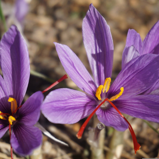 Close-up of purple crocus flowers with yellow stamens and red filaments on a blurred natural background.