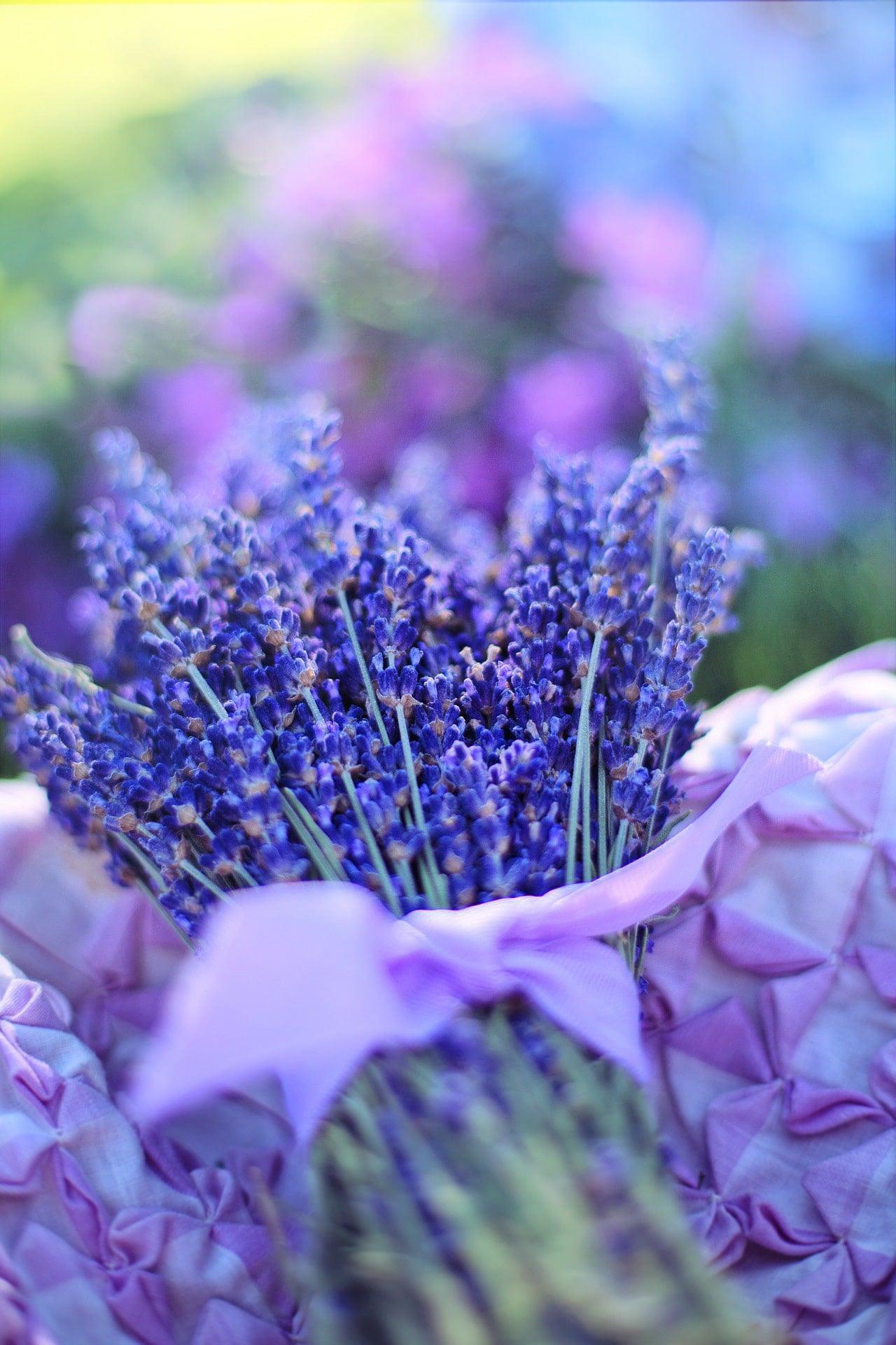 Lavender - Cheap Seeds, LLC