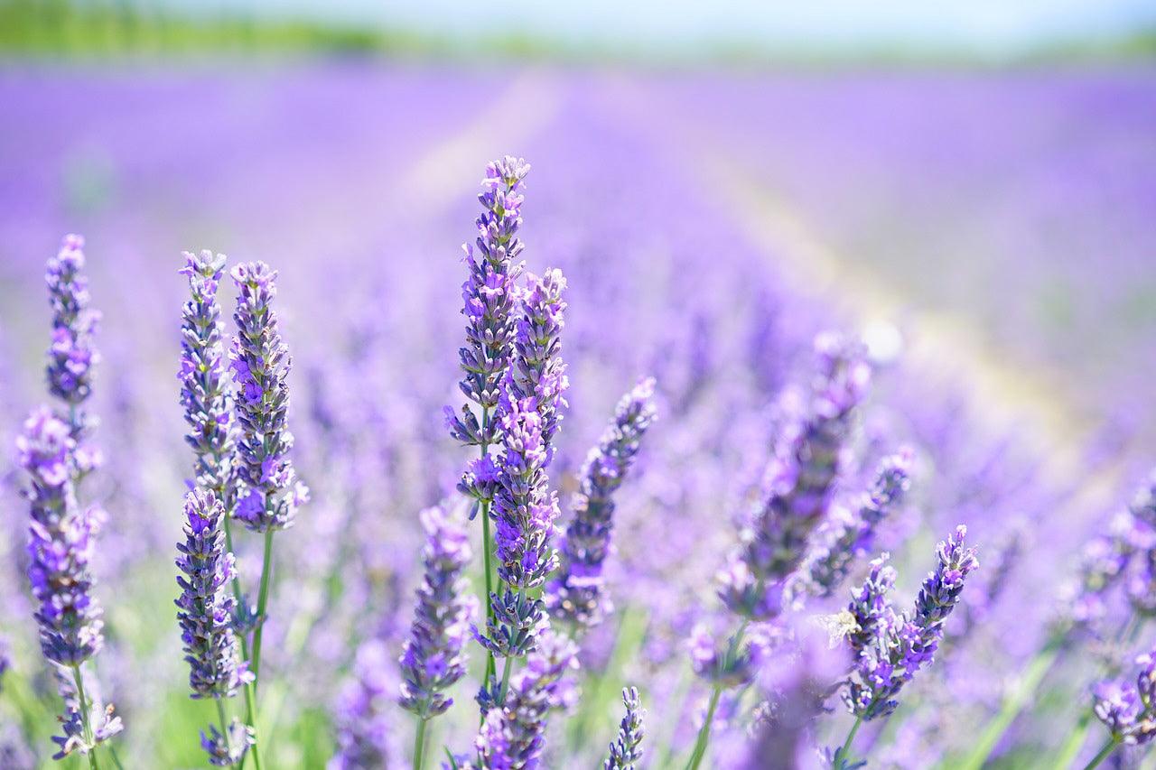 Lavender - Cheap Seeds, LLC