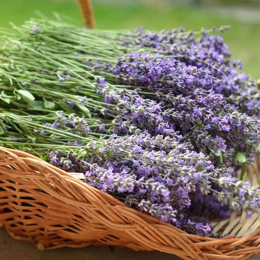 Common English Lavender