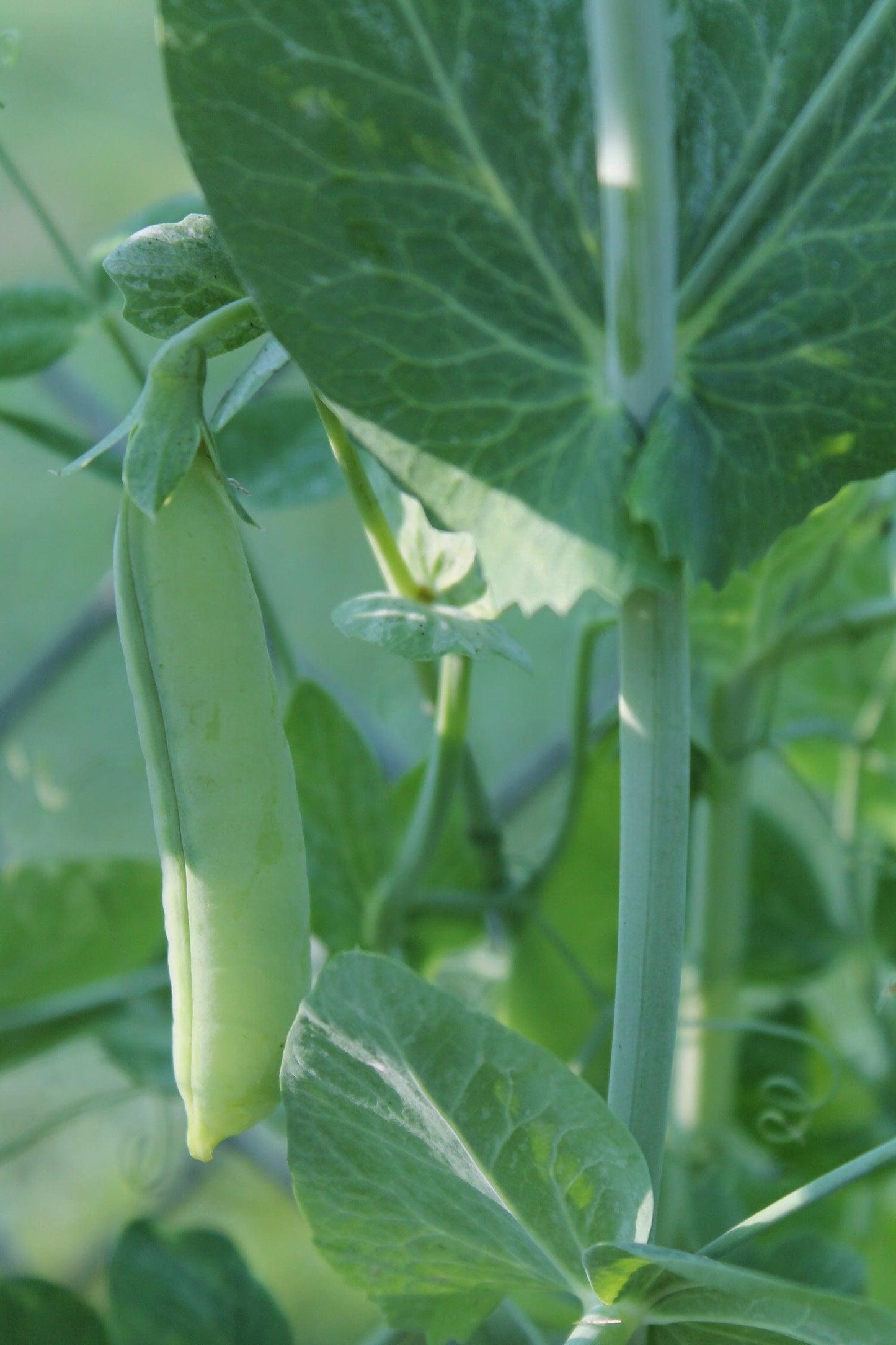 Laxton Progress Pea - Cheap Seeds, LLC