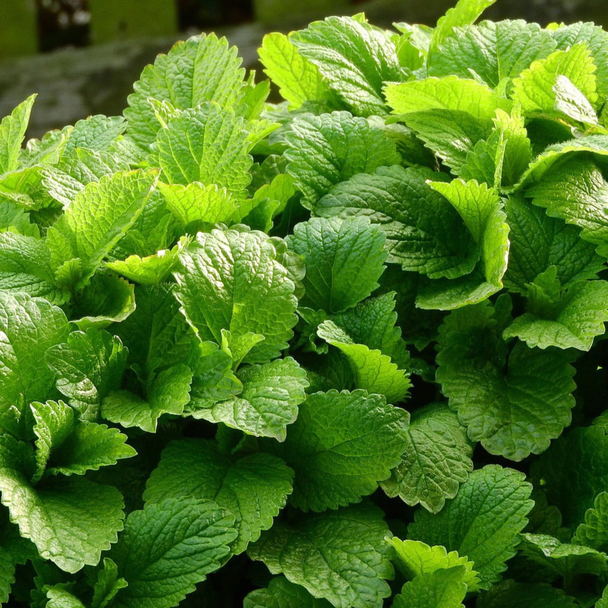 Close-up of a cluster of green leaves