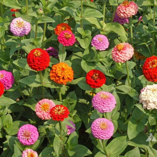 Zinnia Lilliput Mix flowers in shades of pink, red, orange, yellow, and white blooming in a summer garden