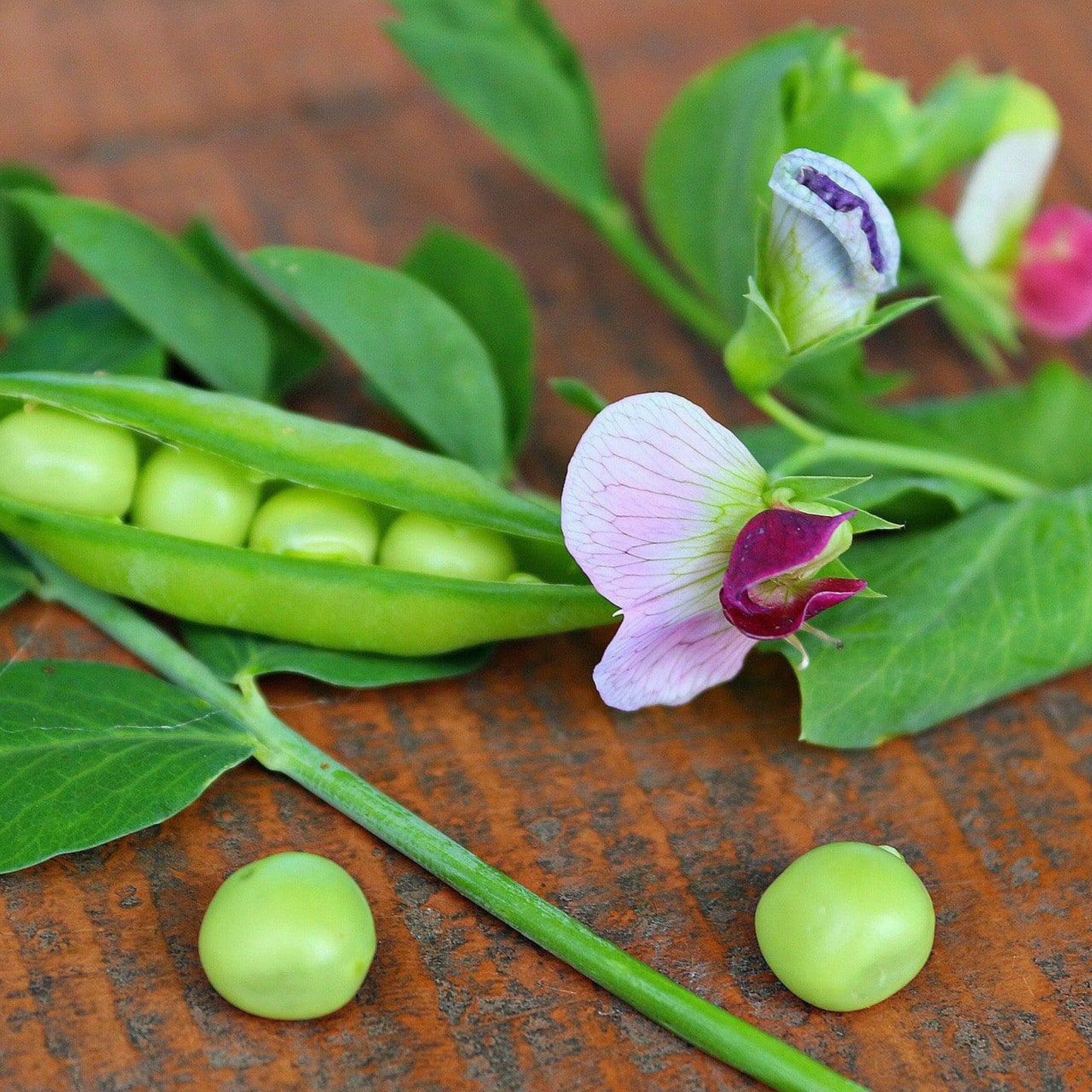 Build Your Own Heirloom Seed Collection