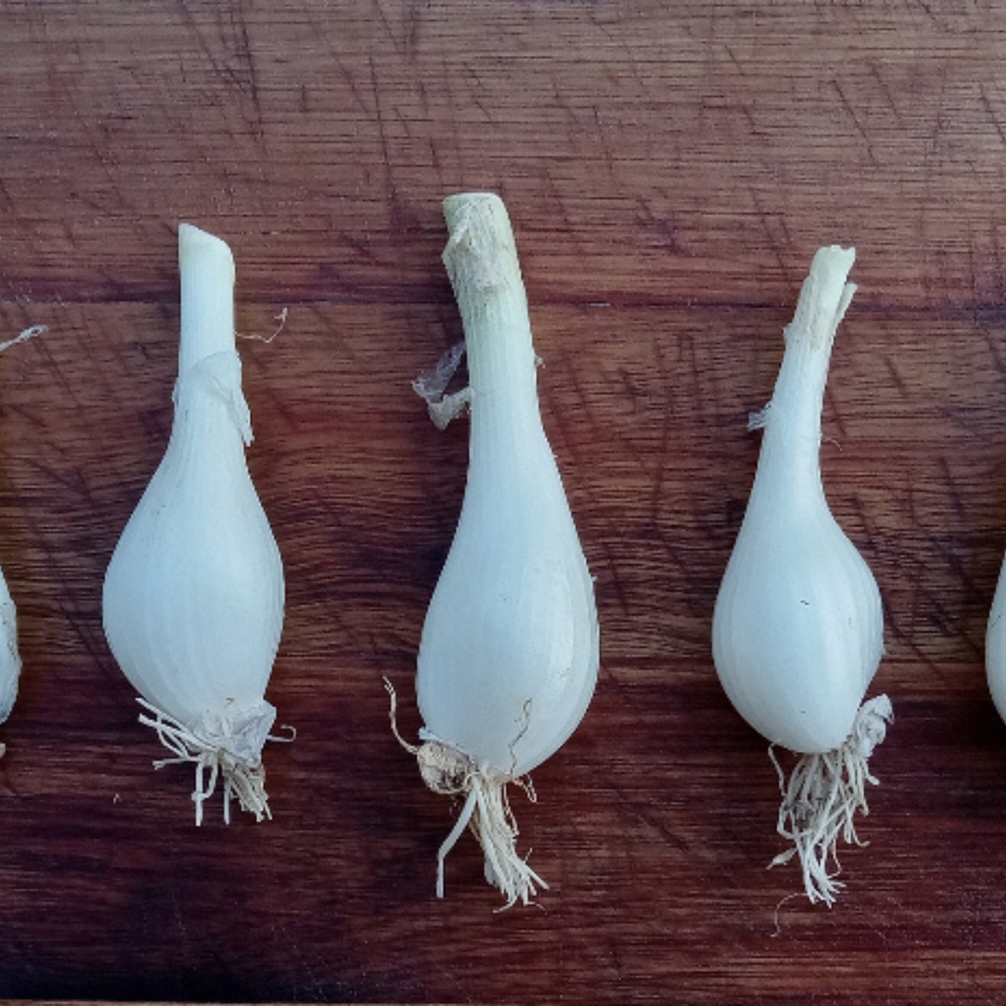 Close-up of Louisiana Evergreen shallots on cutting board – fresh, mild, sweet perennial bulbs from Cheap Seeds LLC