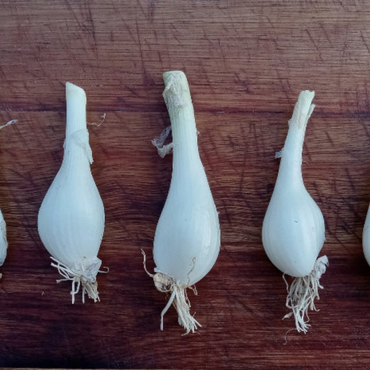 Close-up of Louisiana Evergreen shallots on cutting board – fresh, mild, sweet perennial bulbs from Cheap Seeds LLC