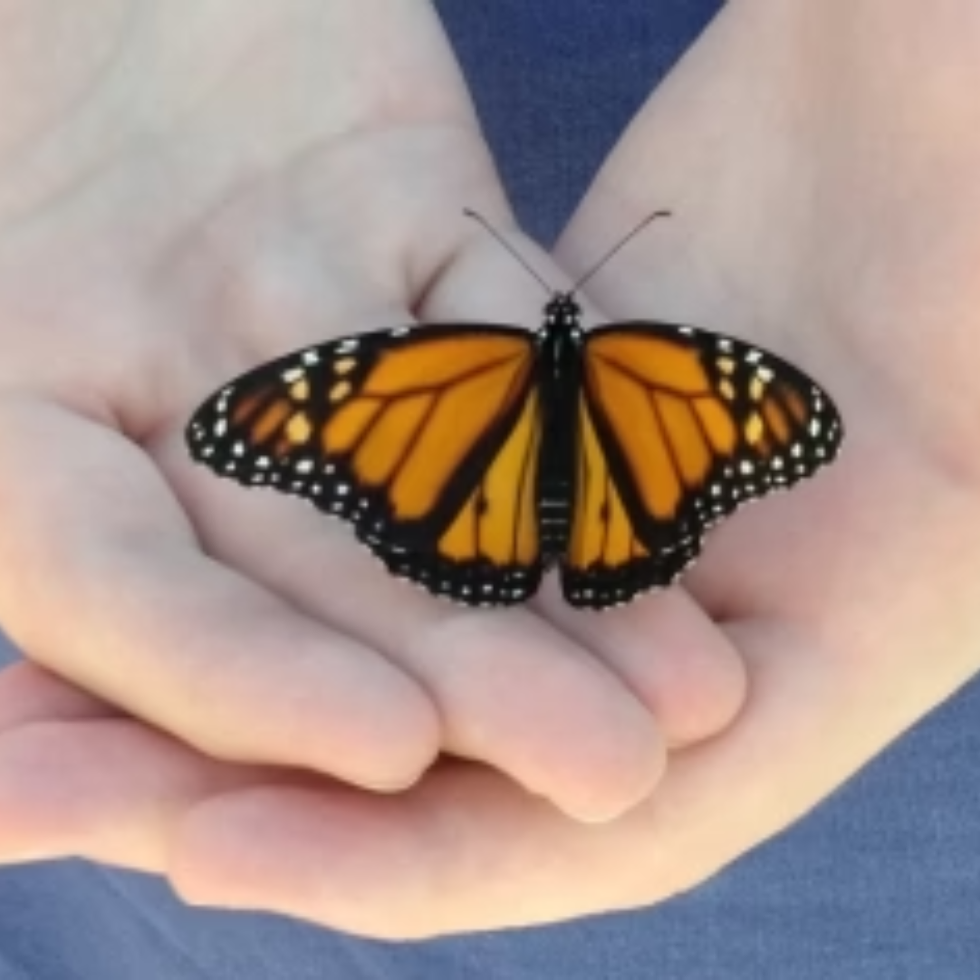 Male monarch butterfly ready for release, gently held in both hands