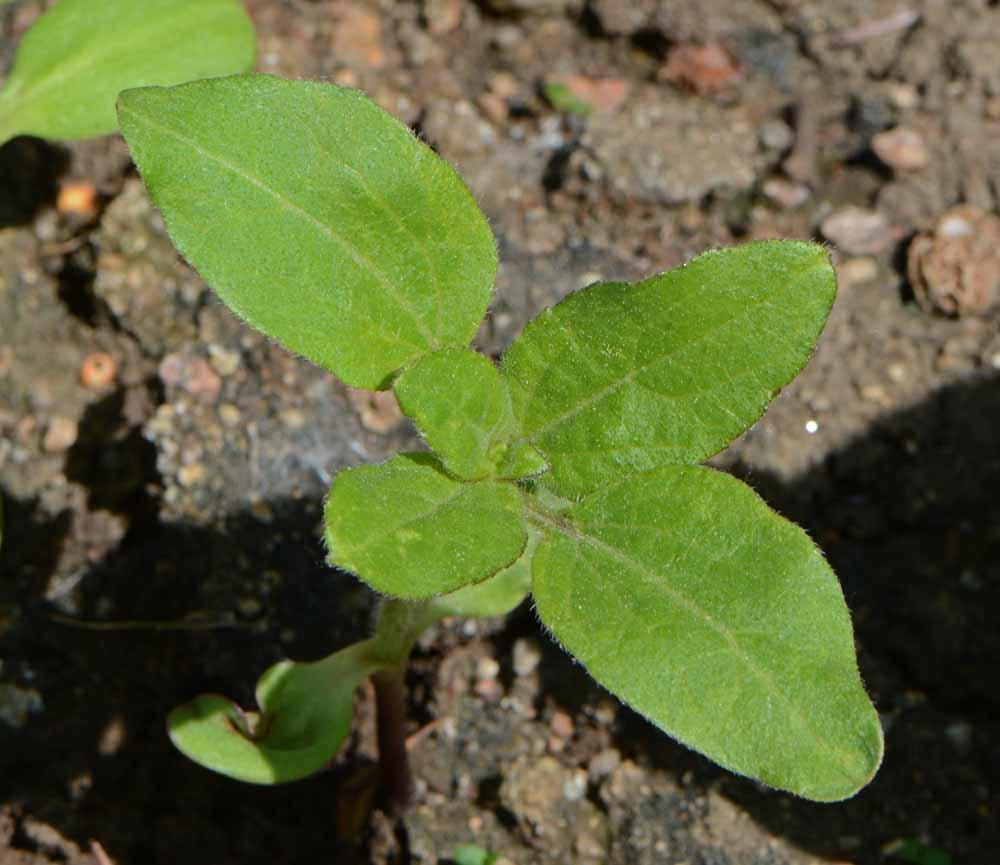 Mammoth Grey Stripe Sunflower - Cheap Seeds, LLC