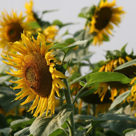 Mammoth Grey Stripe Sunflower