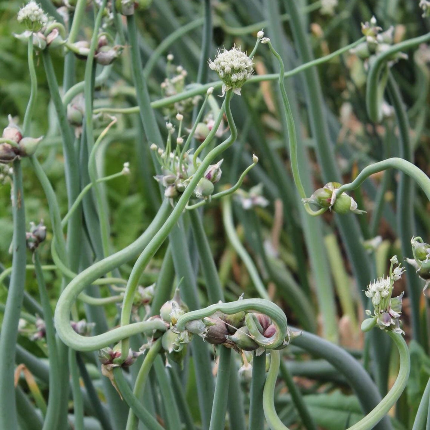 Red Catawissa Walking Onions