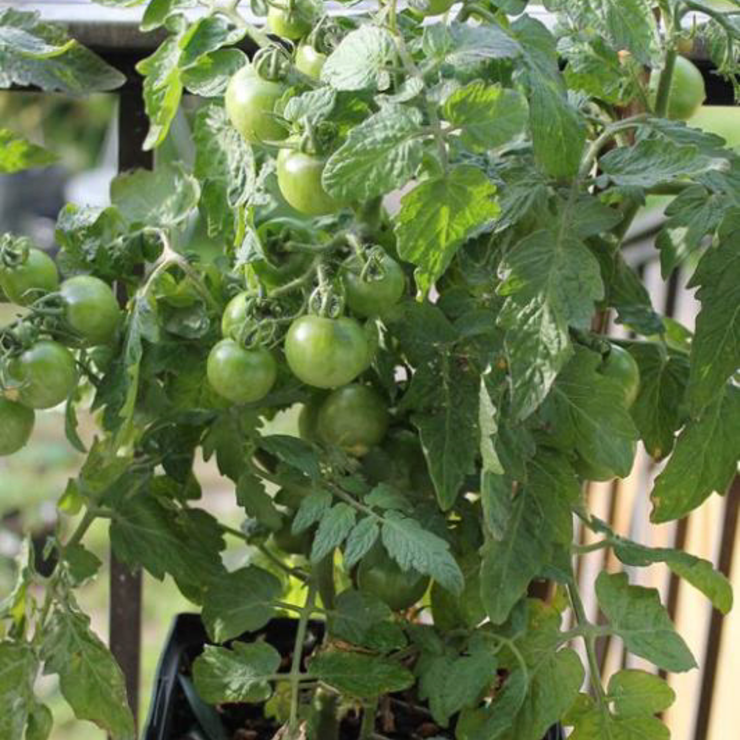 Micro dwarf tomato plant growing in a pot on a balcony with clusters of unripe green tomatoes developing on compact, productive vines.