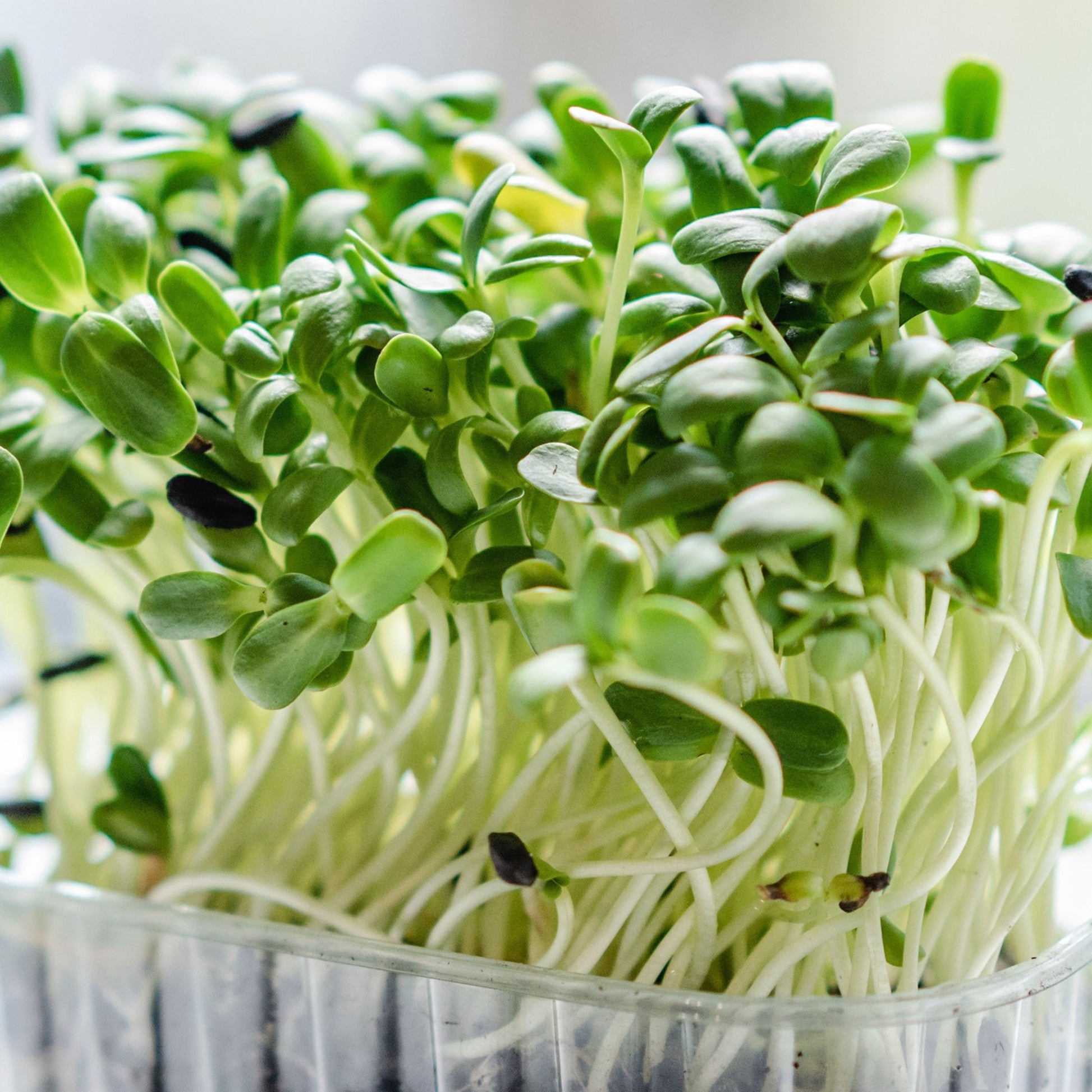 Close-up of fresh green microgreens in a clear container.