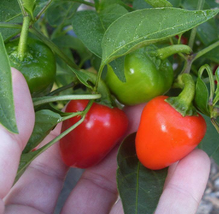 Mini Bell Pepper Mix