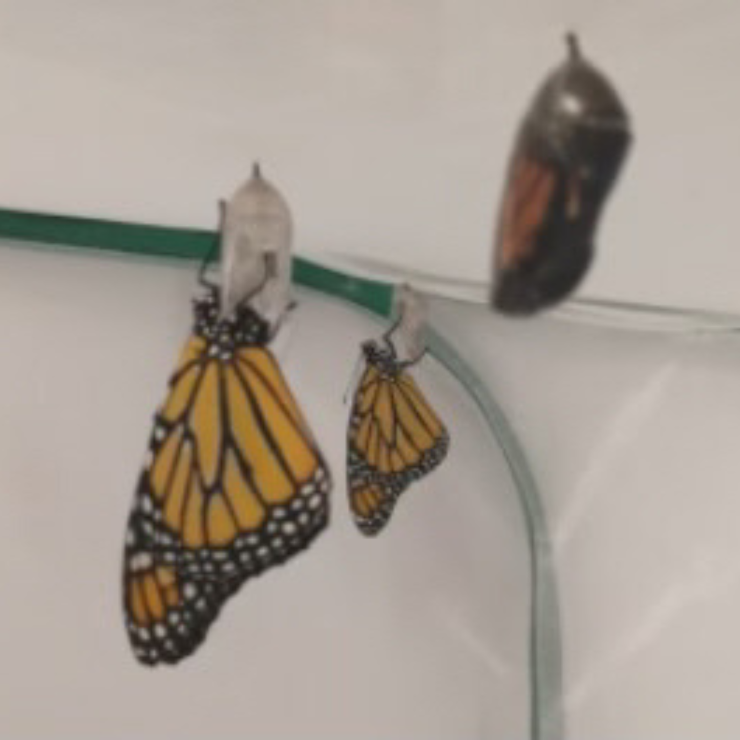 Two monarch butterflies newly emerged with one monarch still wrapped in a chrysalis