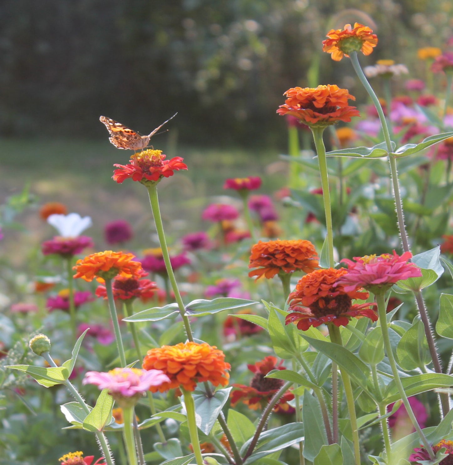 Monarch butterfly resting on zinnias in our butterfly habitat