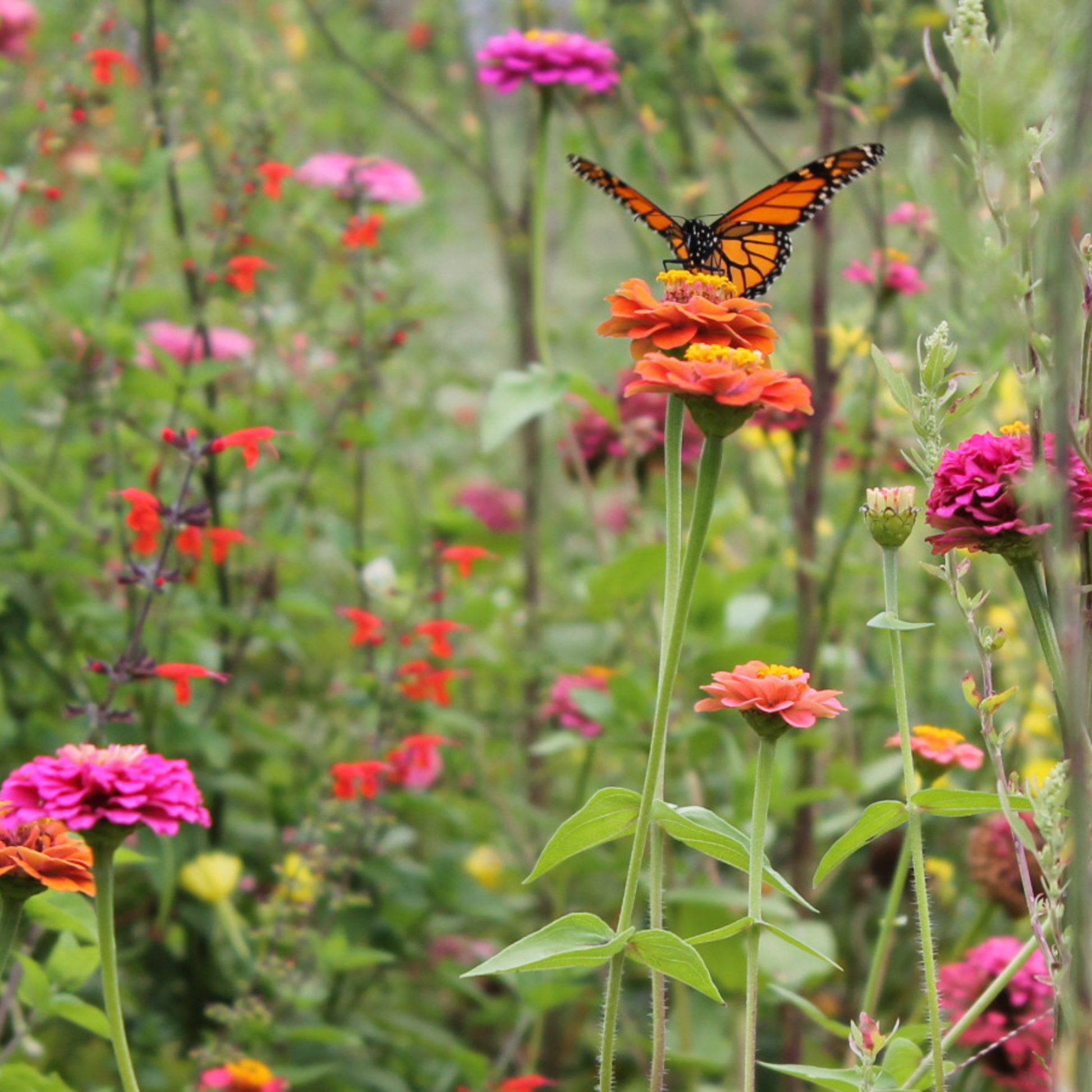Monarch butterfly feeding on nectar surrounded by butterfly flowers in our habitat