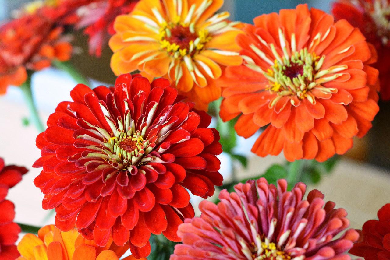 Monarch Butterfly Garden Seed Mixture - Cheap Seeds, LLC