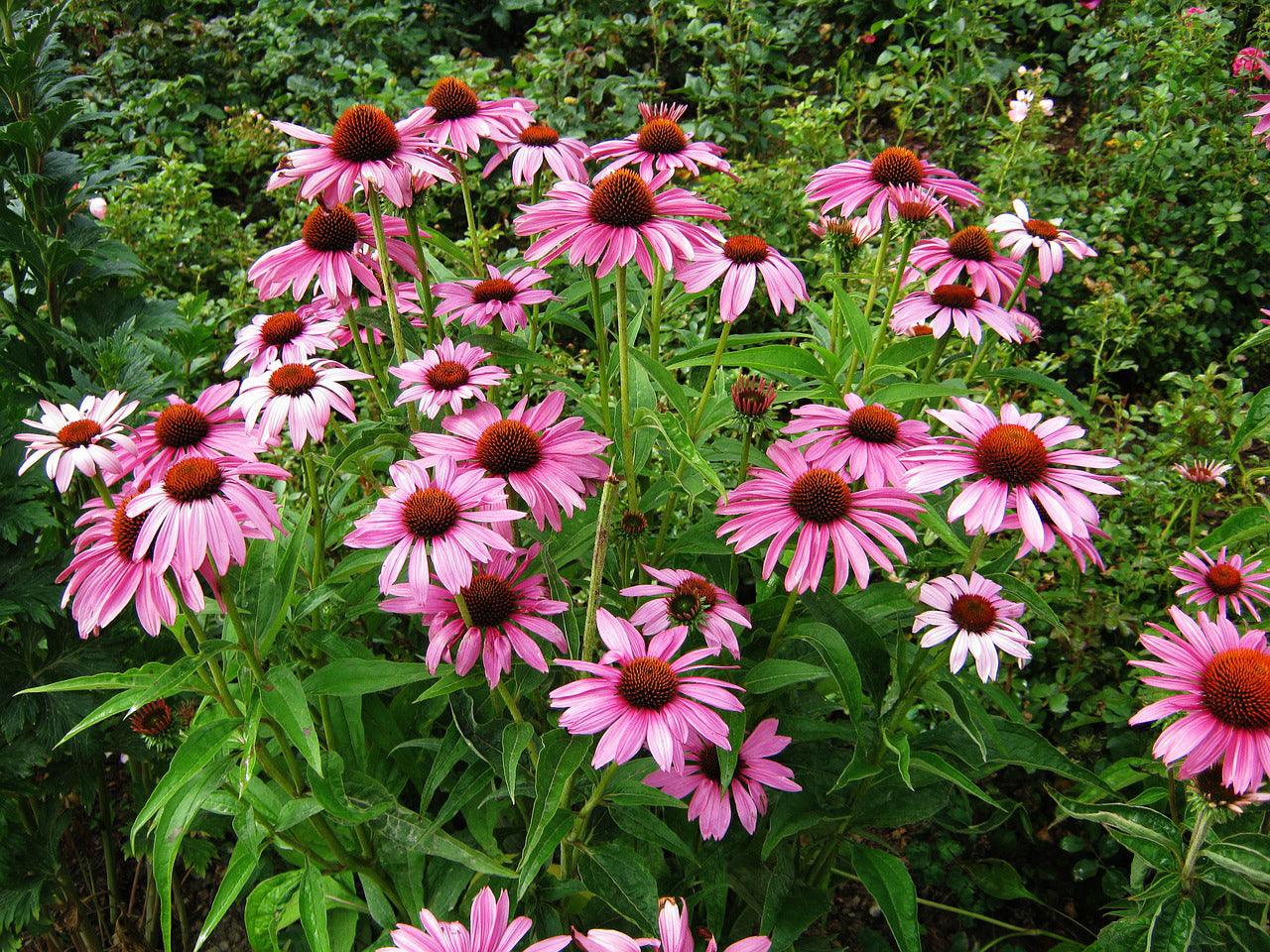 Monarch Butterfly Garden Seed Mixture - Cheap Seeds, LLC