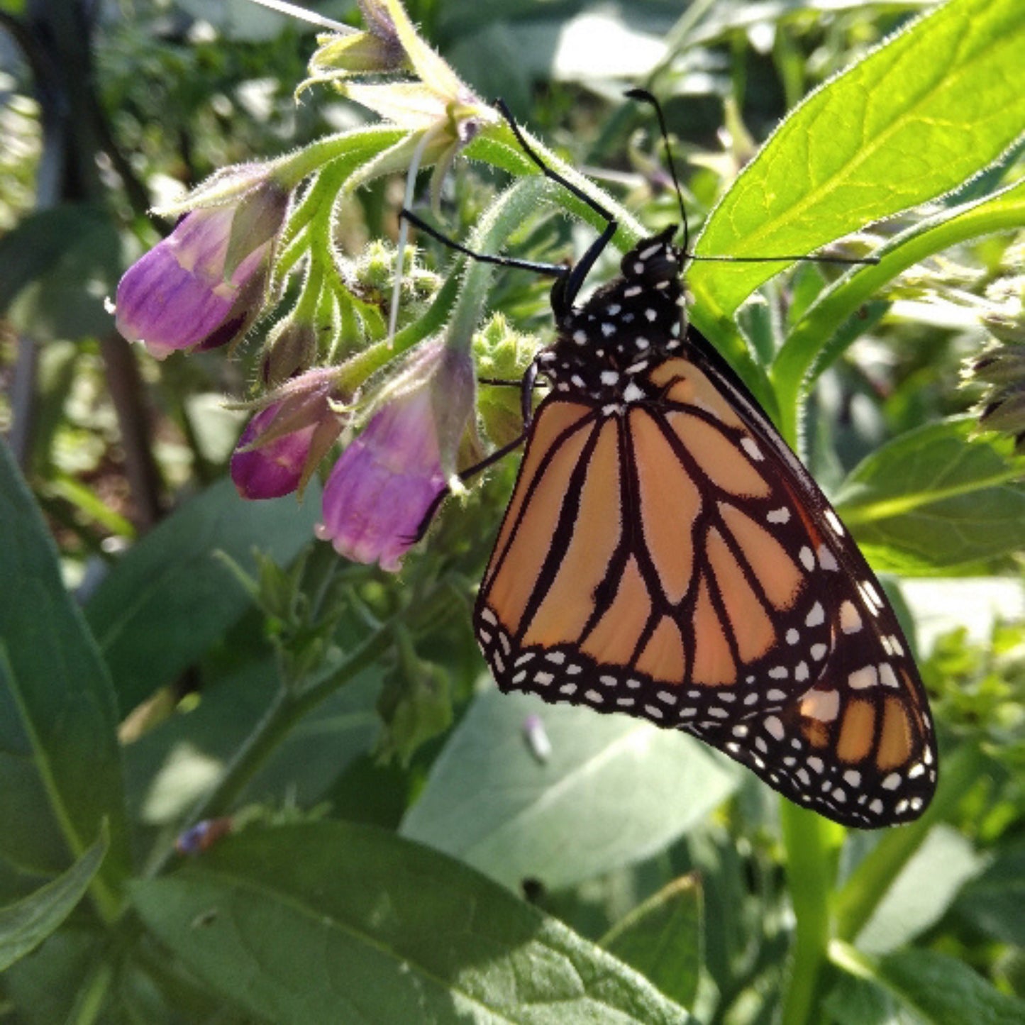 Monarch butterfly resting on comfrey flowers