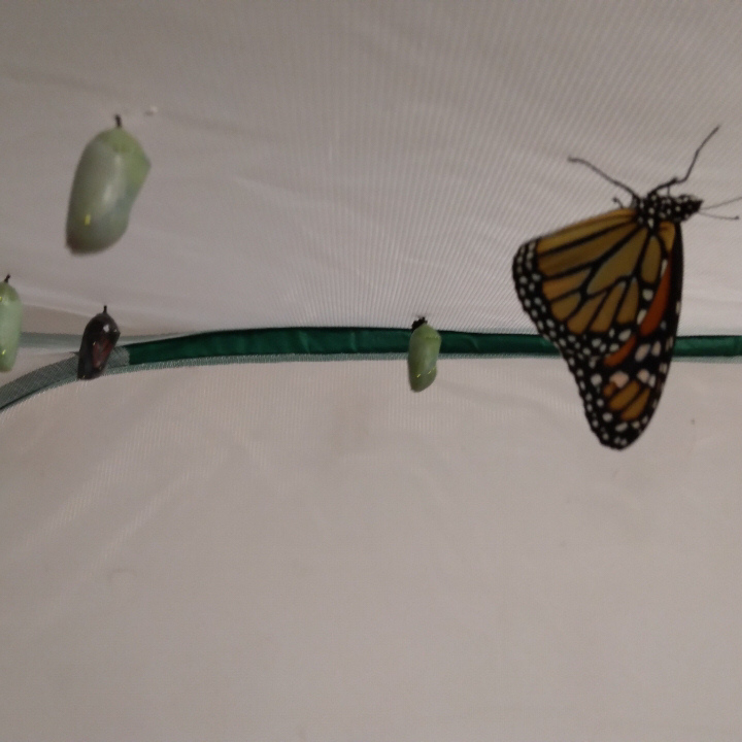 Monarch butterfly with a green chrysalis visible in the background