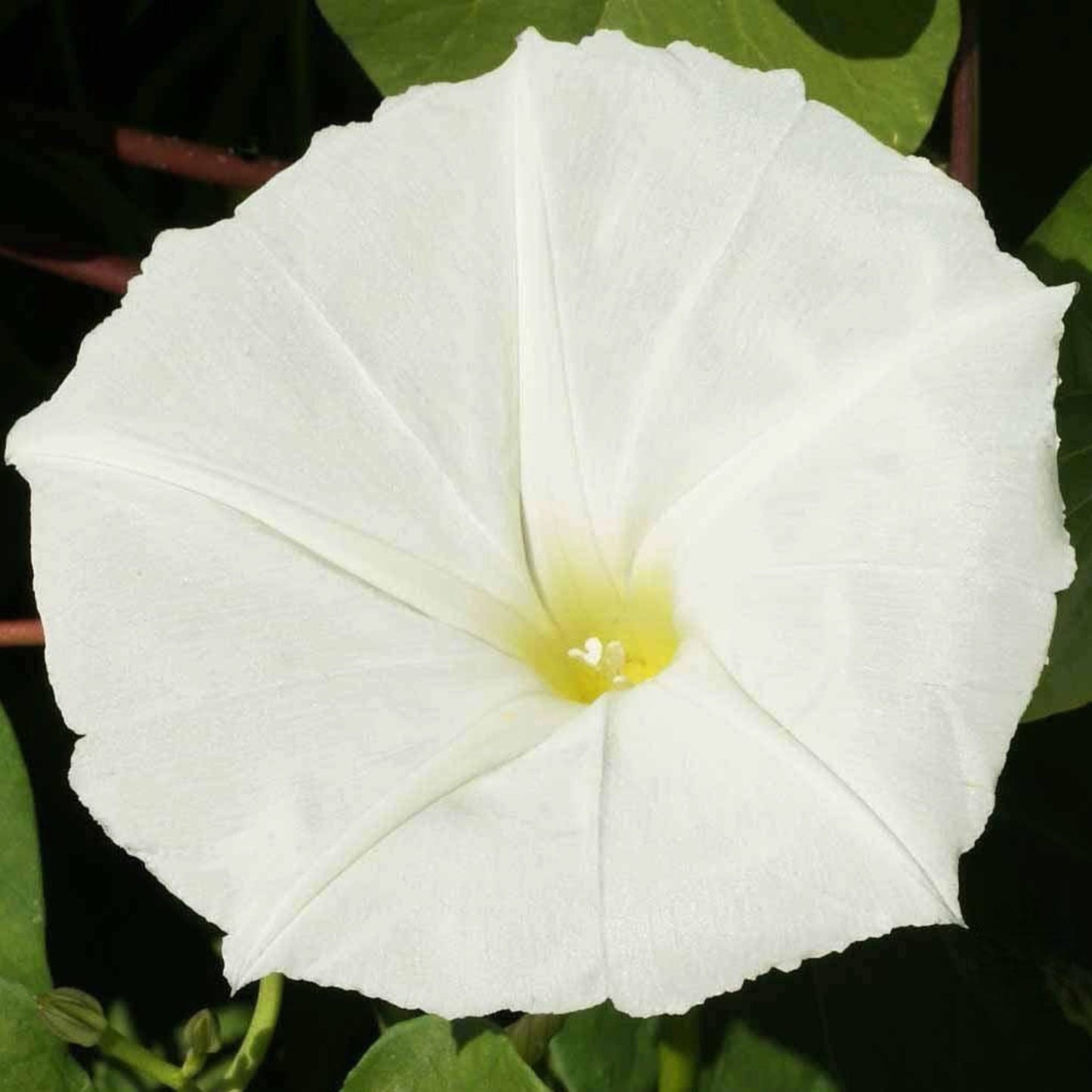 A close-up image of a large white moonflower with a yellow center, surrounded by green foliage.