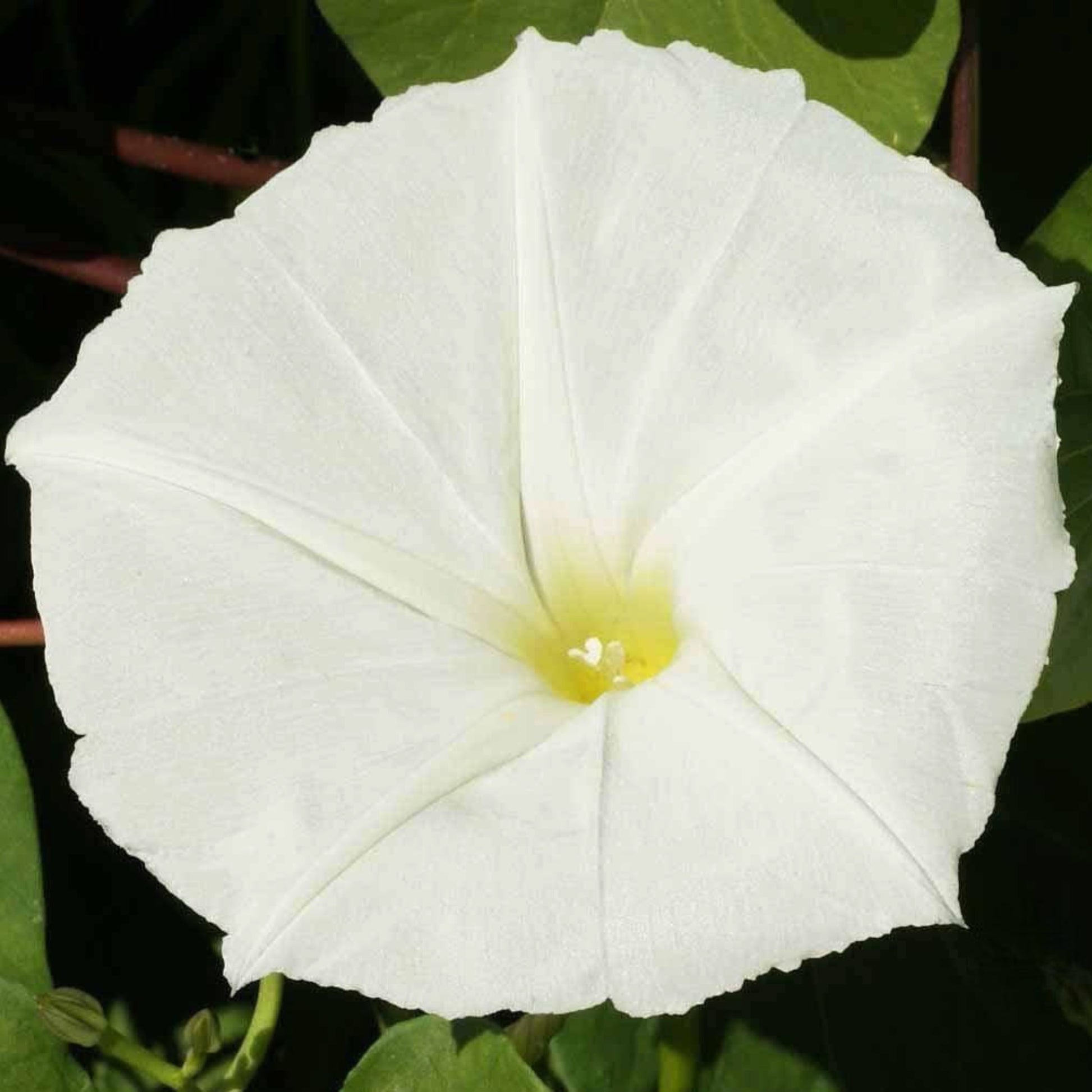 A close-up image of a large white moonflower with a yellow center, surrounded by green foliage.