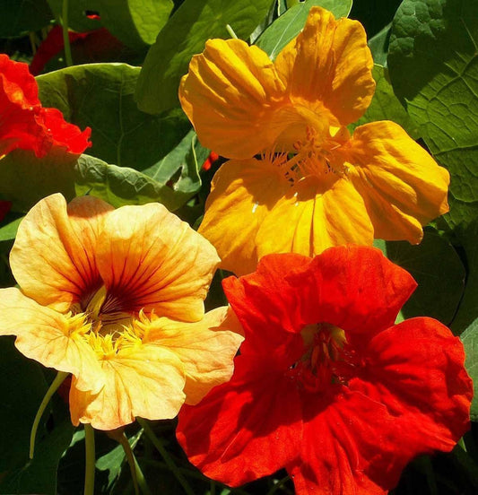 Nasturtium Single Mix - Cheap Seeds, LLC