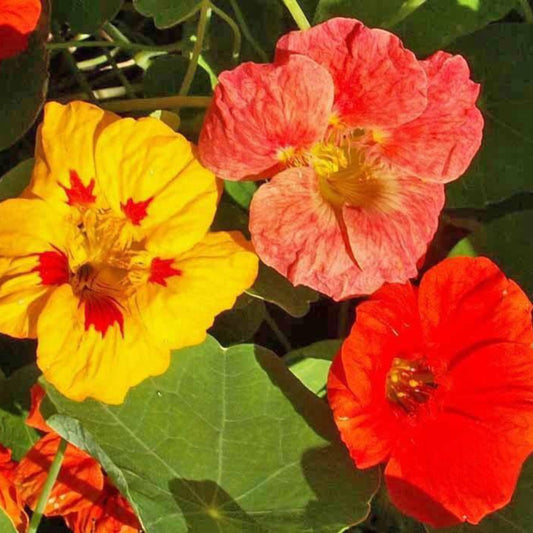 Nasturtium Single Mix