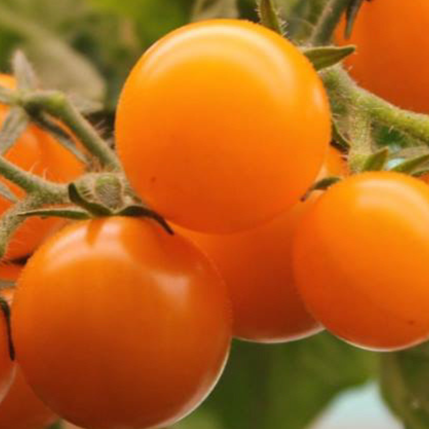 Orange Hat micro dwarf tomato plant with clusters of bright orange cherry tomatoes growing on a compact patio container plant, ideal for indoor gardening, windowsills, balconies, and small-space vegetable gardens.