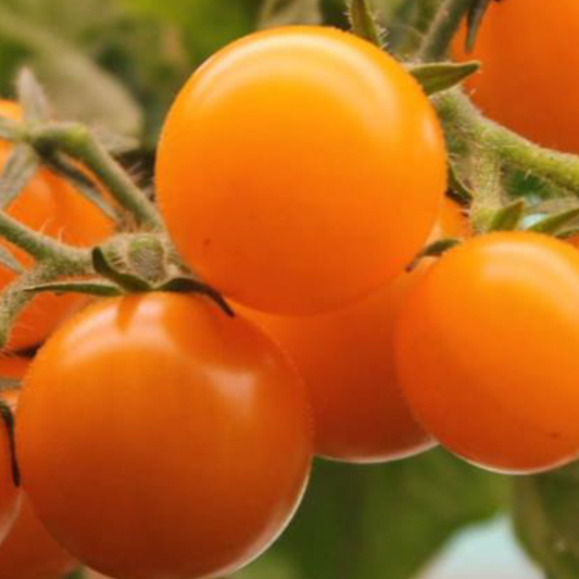 Orange Hat micro dwarf tomato plant with clusters of bright orange cherry tomatoes growing on a compact patio container plant, ideal for indoor gardening, windowsills, balconies, and small-space vegetable gardens.
