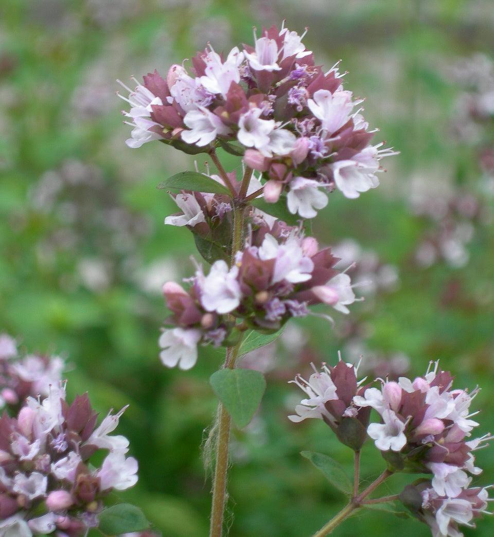 Oregano - Cheap Seeds, LLC