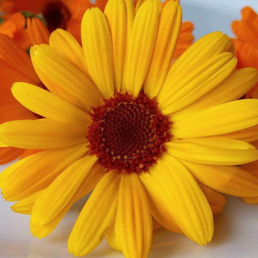 A close-up image of a bright orange and yellow Calendula flower, commonly known as a marigold.