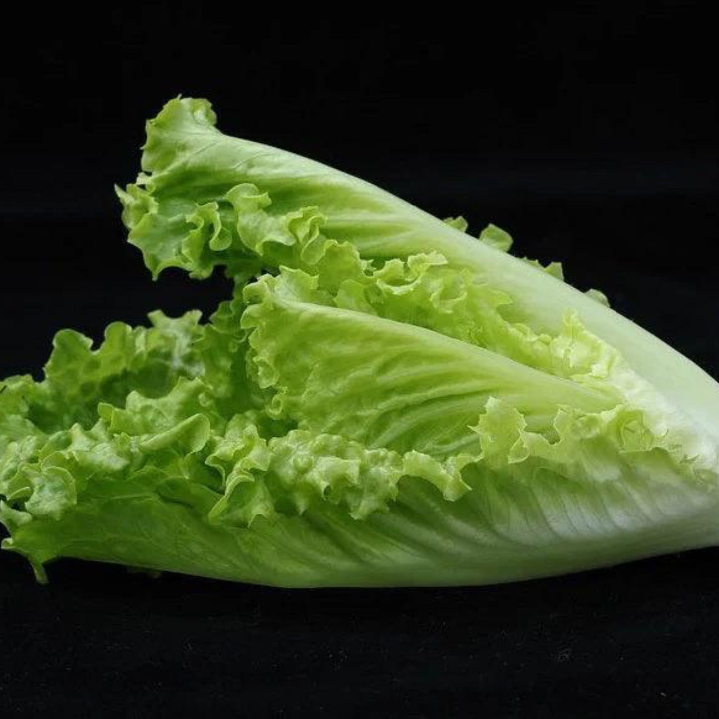 Romaine Parris Island Cos