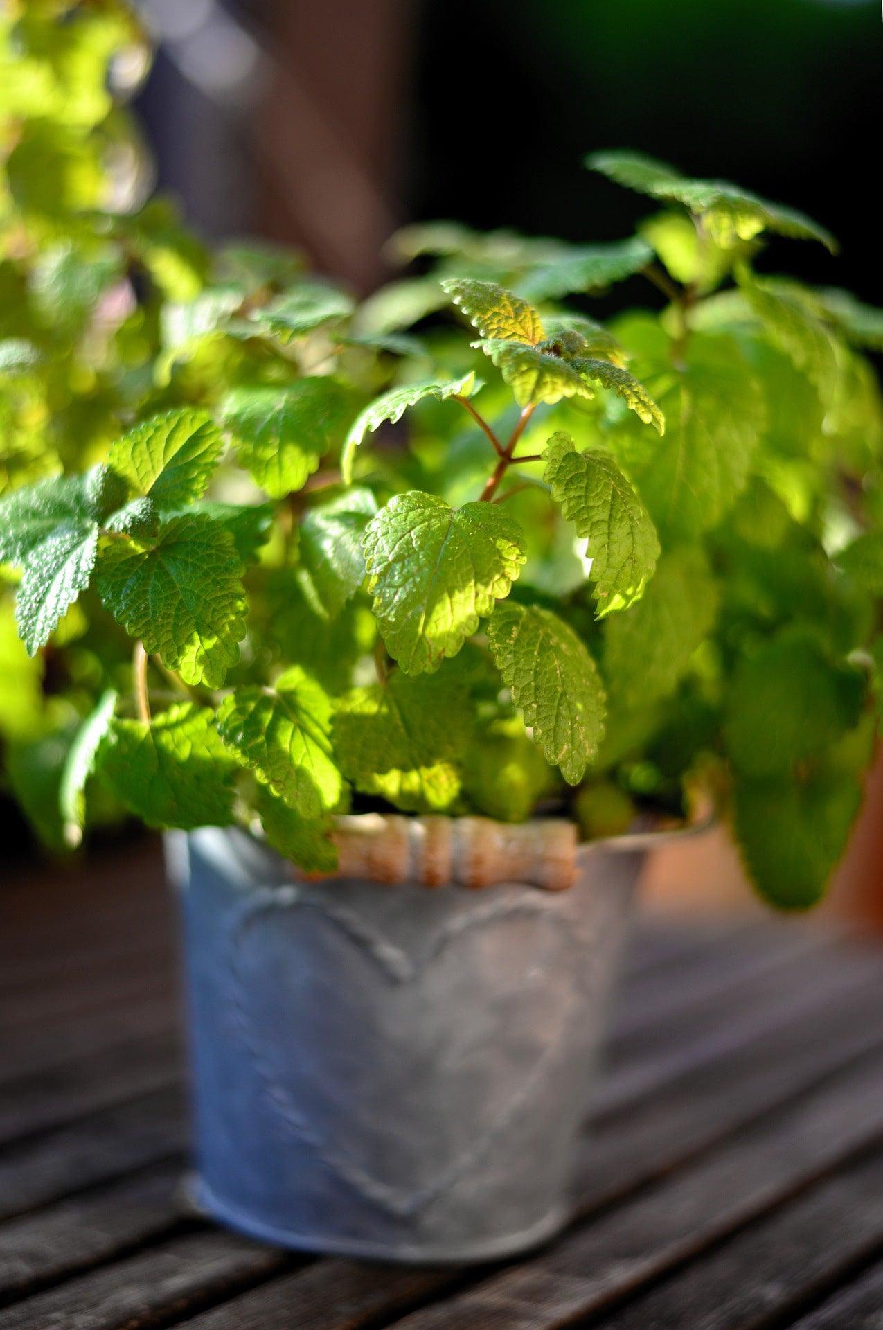 Peppermint - Cheap Seeds, LLC