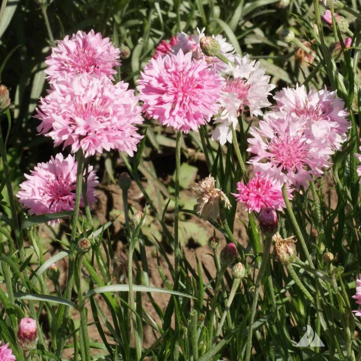 Pink bachelor's button flowers in a field